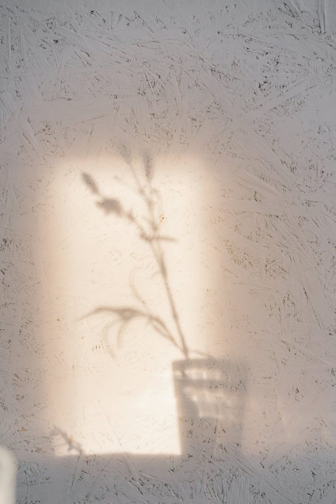 Plant shadow cast on a textured wall in warm light